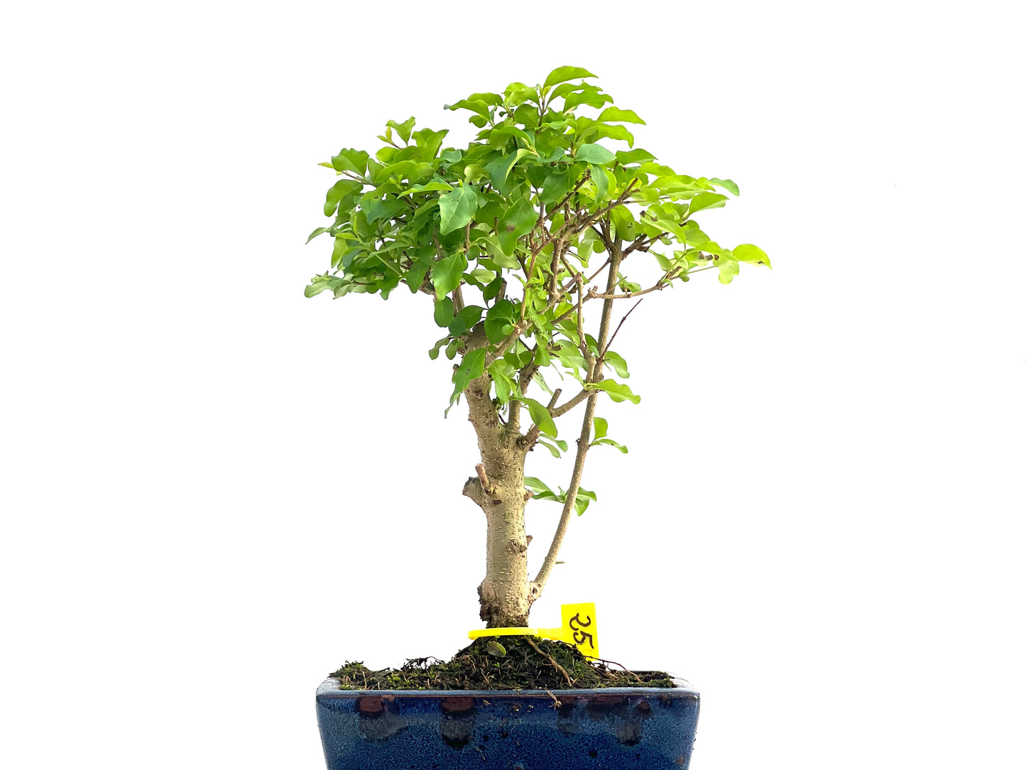 Ligustrum Sinensis 2812