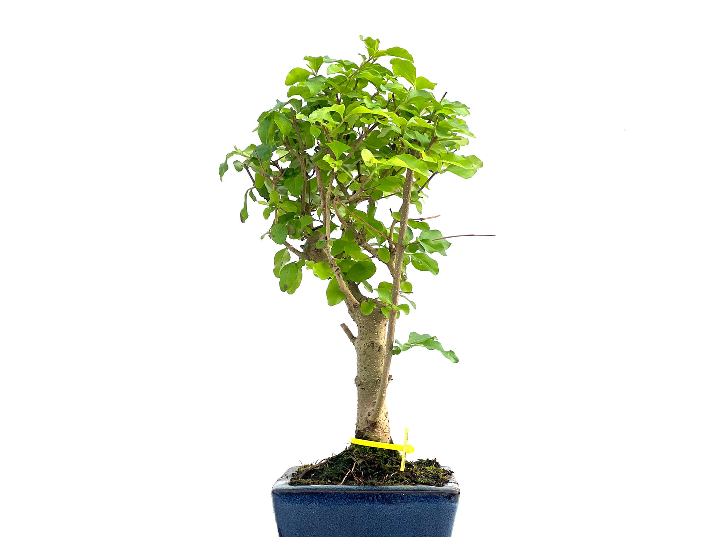 Ligustrum Sinensis 2812