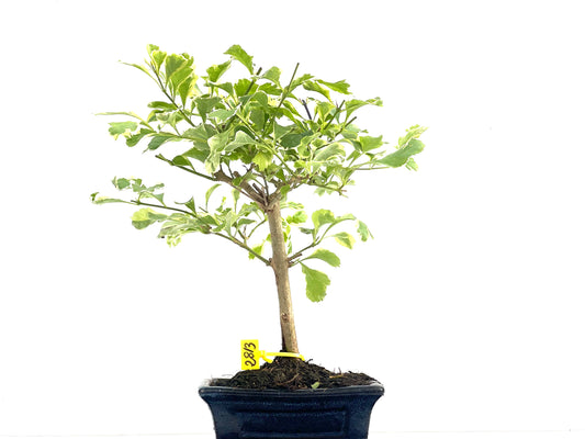 Durantha Repens Variegada 2813