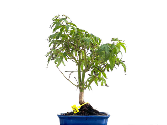 Acer Palmatum 2827