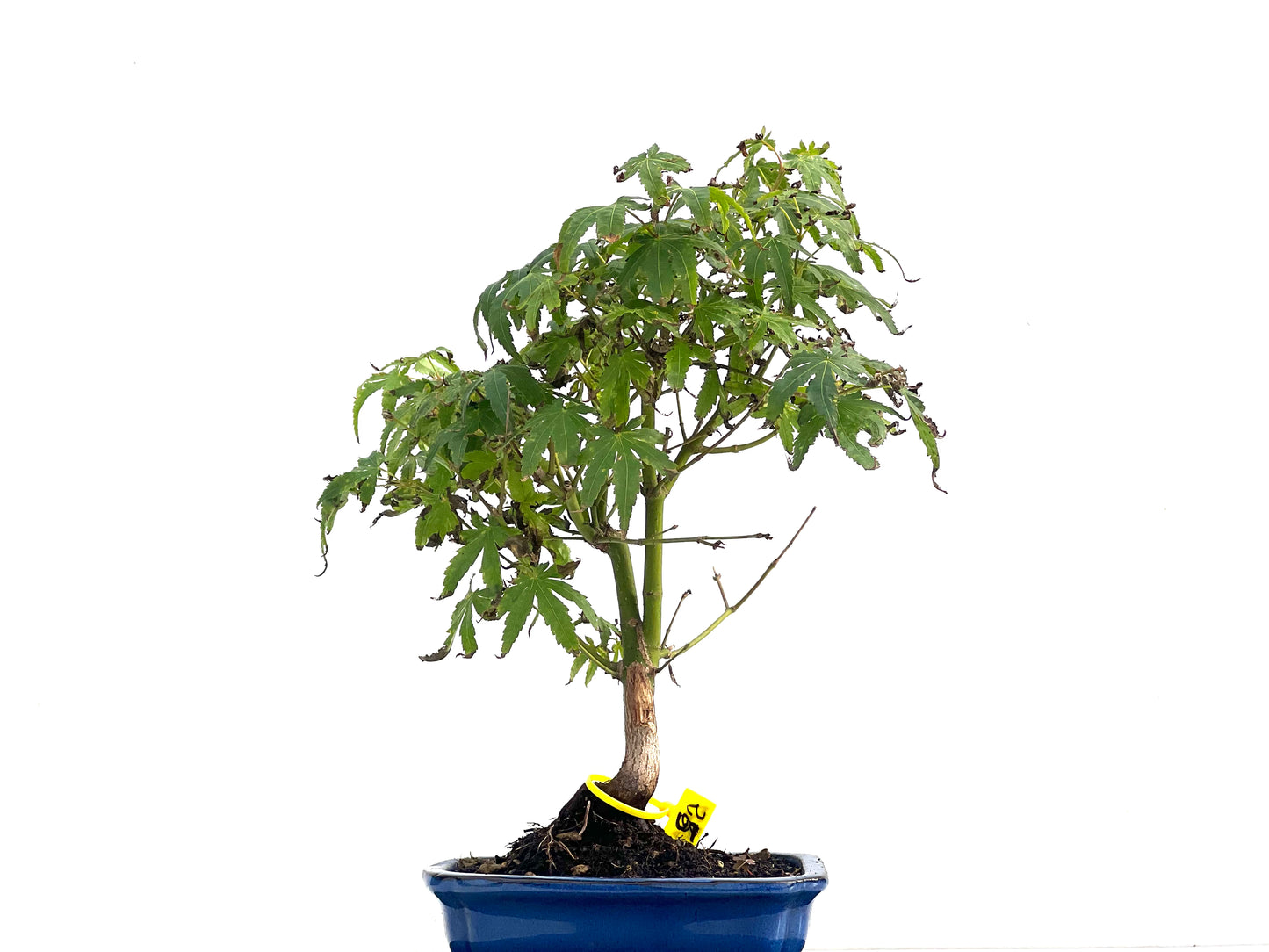 Acer Palmatum 2827