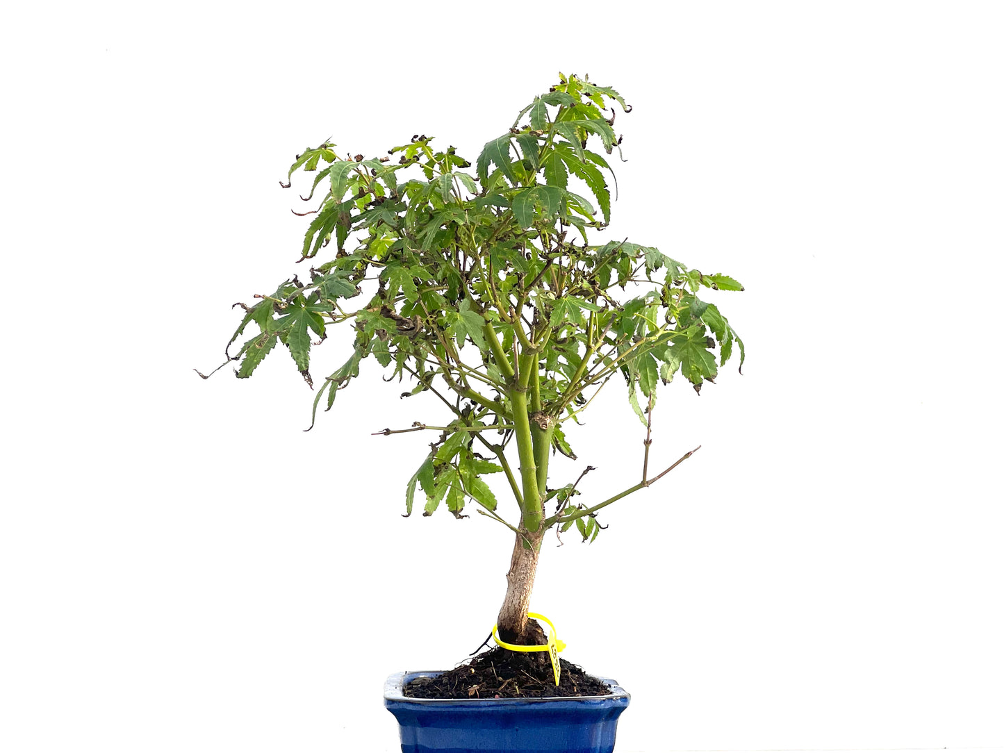 Acer Palmatum 2827
