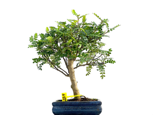 Zanthoxylum Piperitum 2819