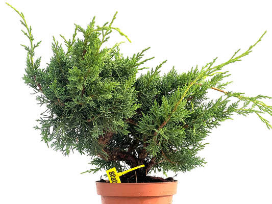 Juniperus Chinensis Kyshu 2828