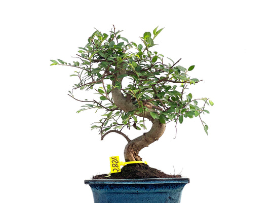 Ulmus Parvifolia 2820