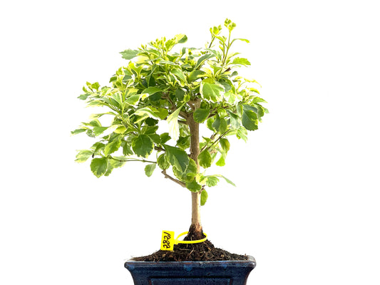 Durantha Repens Variegada 2821