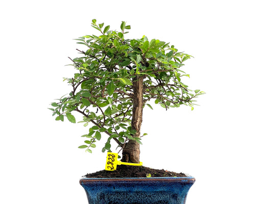 Ulmus Parvifolia 2822
