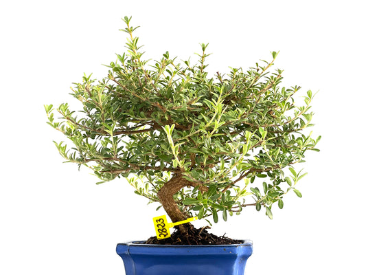 Coprosma 2823