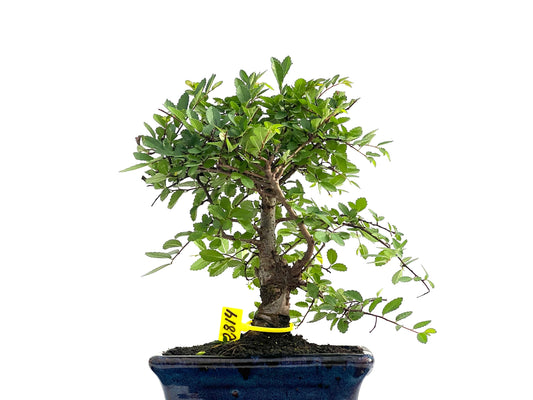 Ulmus Parvifolia 2814