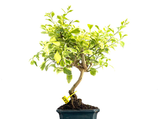 Durantha Repens Variegada 2829