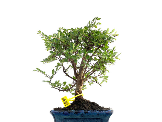 Ulmus Parvifolia 2834