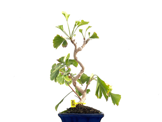 Ginkgo Biloba 2835