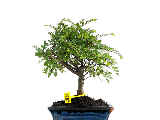 Ulmus Parvifolia 2836
