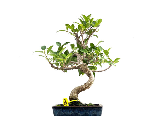 Ficus Tiger Bark 2824