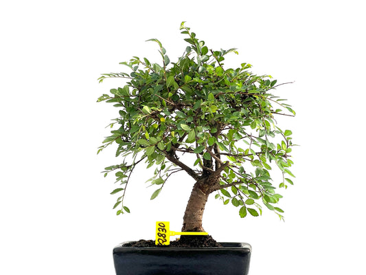 Ulmus Parvifolia 2830