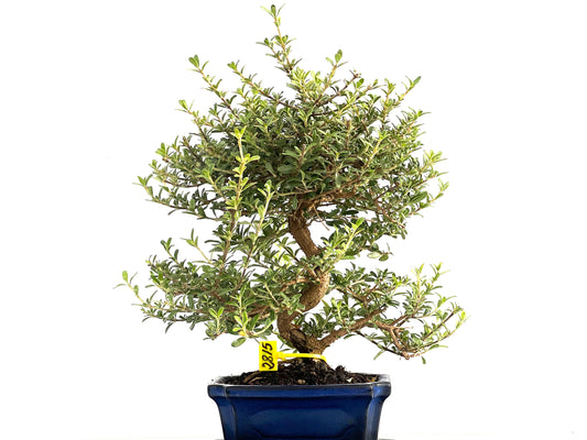 Coprosma 2815