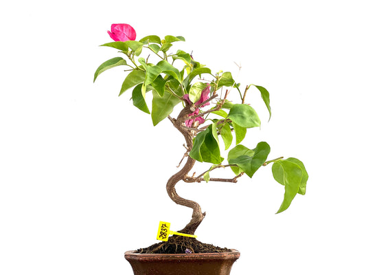Buganvilla Glabra 2837