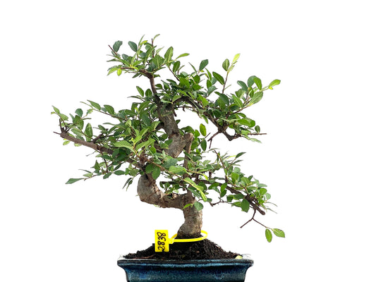 Ulmus Parvifolia 2838