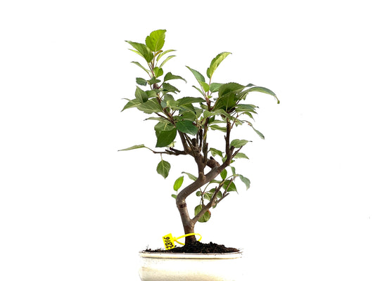 Malus Everest 2816