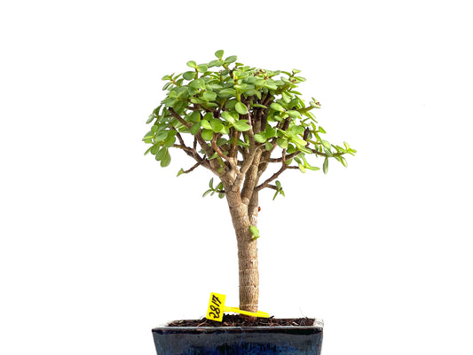 Portulacaria Afra 2817