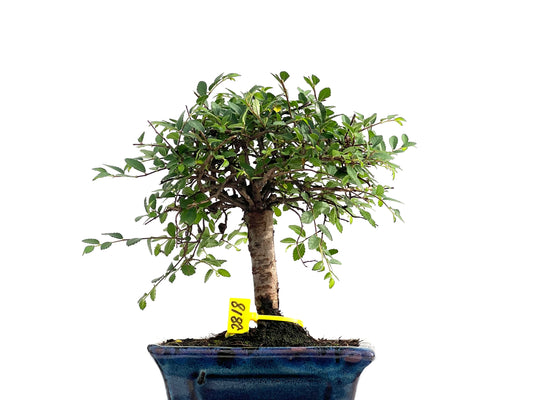 Ulmus Parvifolia 2818