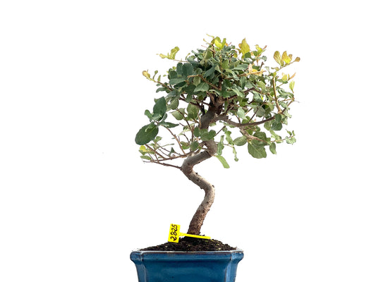 Quercus Suber 2825