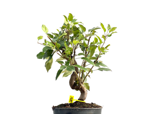Malus Everest 2831