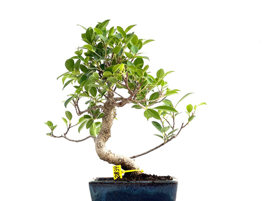 Ficus Tiger Bark 2839