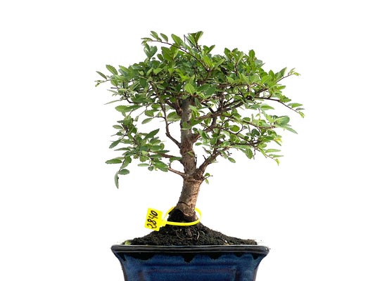 Ulmus Parvifolia 2840