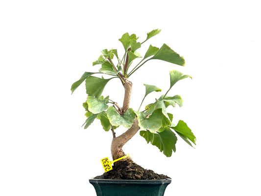 Ginkgo Biloba 2832