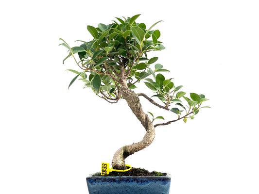Ficus Tiger Bark 2833