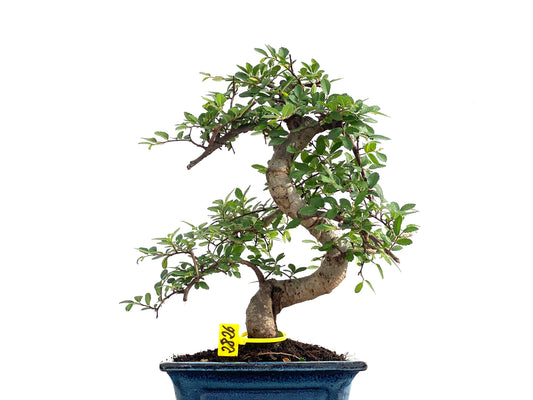 Ulmus Parvifolia 2826