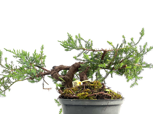 Juniperus 2731