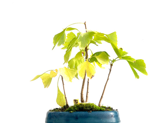 Bosque Ginkgo Biloba 2729
