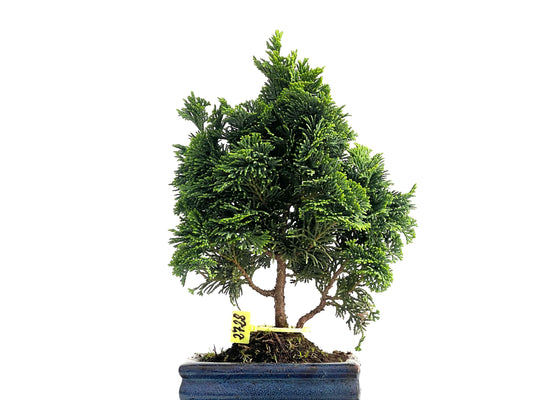Chamaecyparis Obtusa Nana 2728