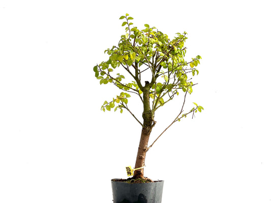 Ulmus Minor 2727