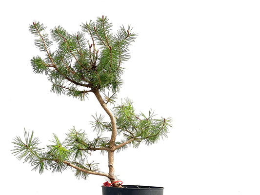 Pinus Sylvestris 2732