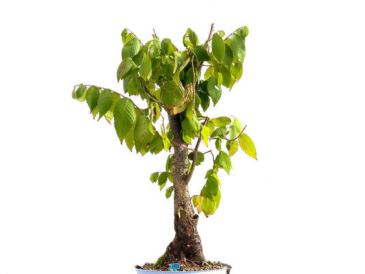 Zelkova Serrata 2733