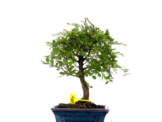Ulmus Parvifolia 2841