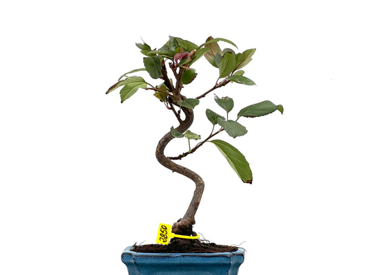 Malus Domestica 2850