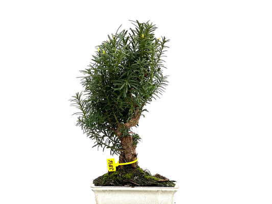 Taxus Baccata 2846