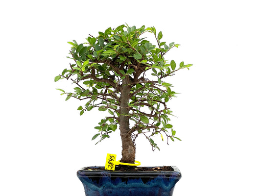 Ulmus Parvifolia 2845