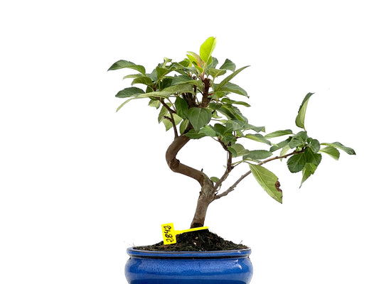 Malus Everest 2842