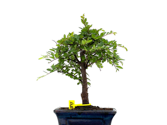 Ulmus Parvifolia 2847