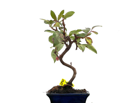Malus Everest 2848