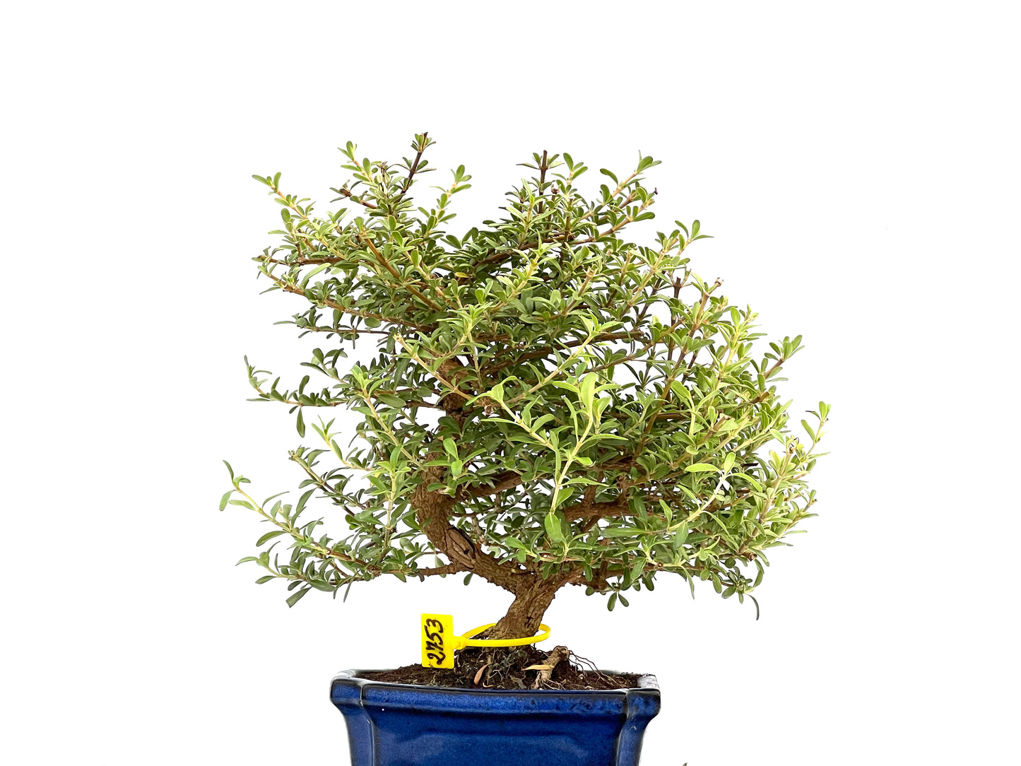 Coprosma 2753