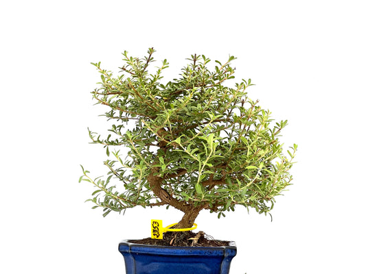 Coprosma 2753