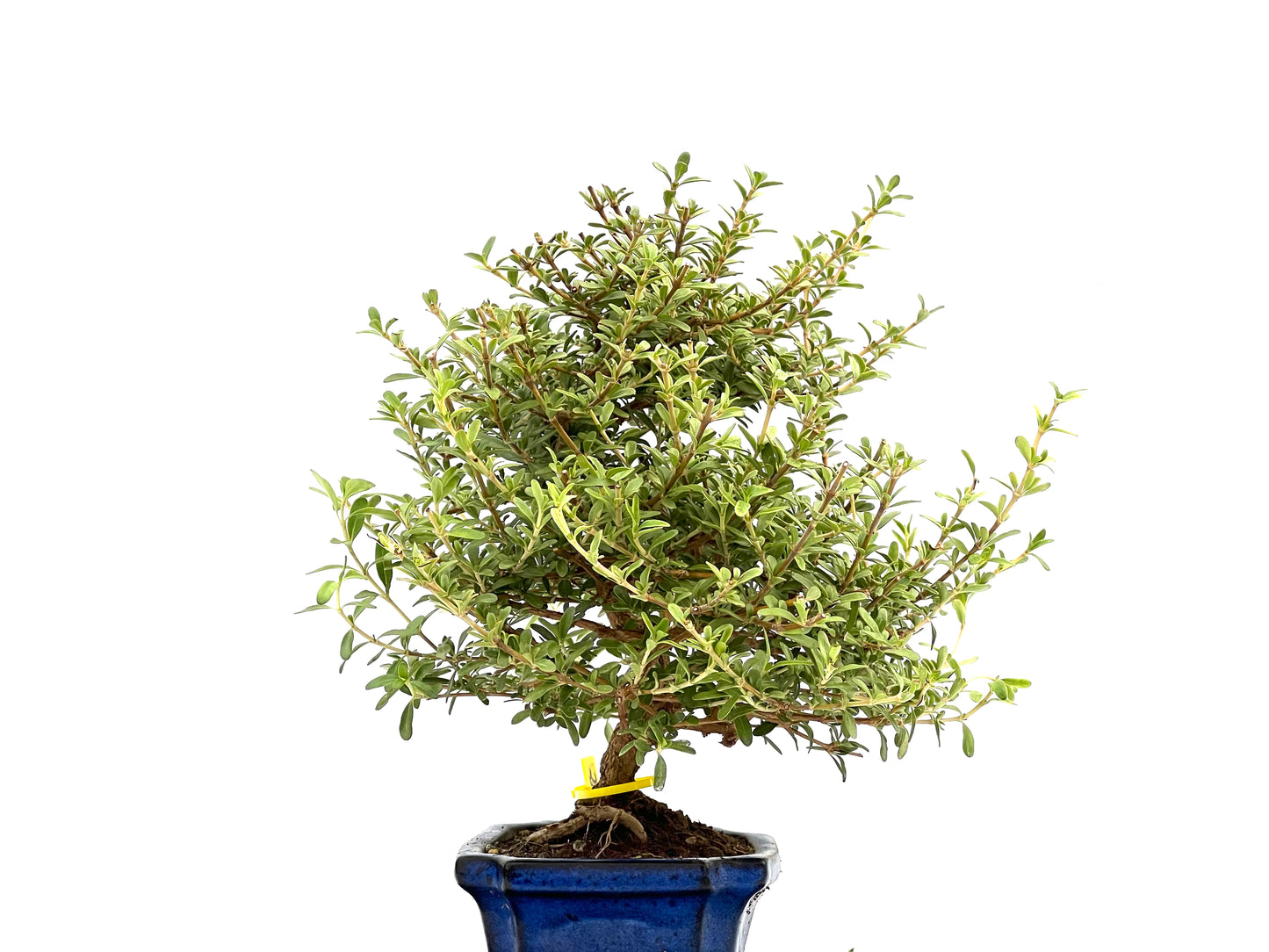 Coprosma 2753