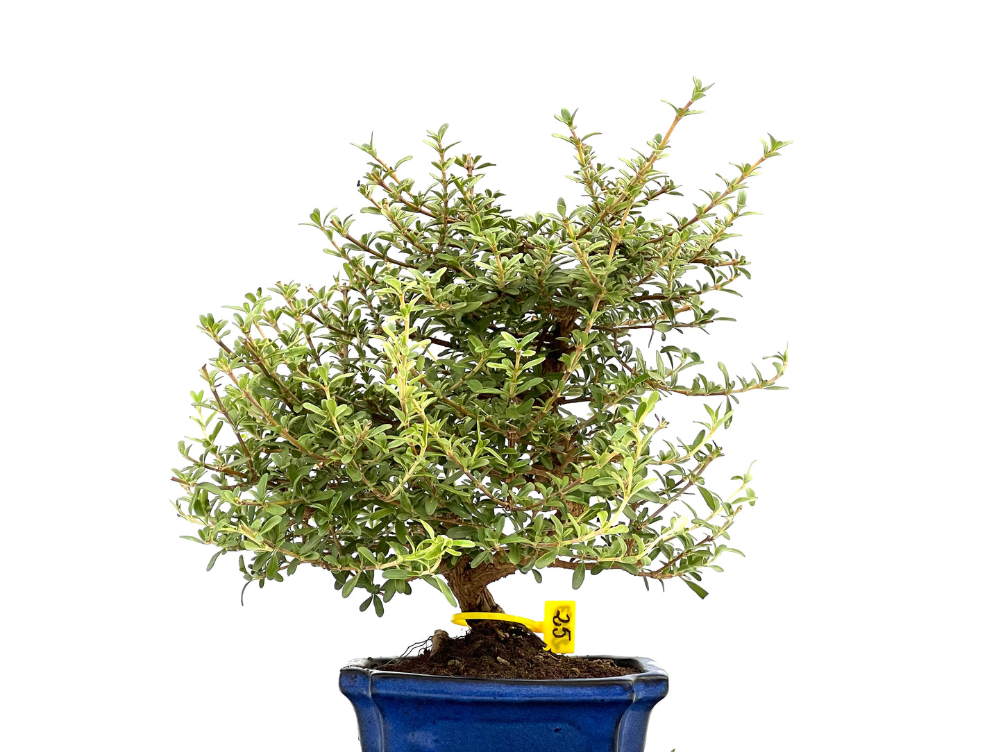 Coprosma 2753