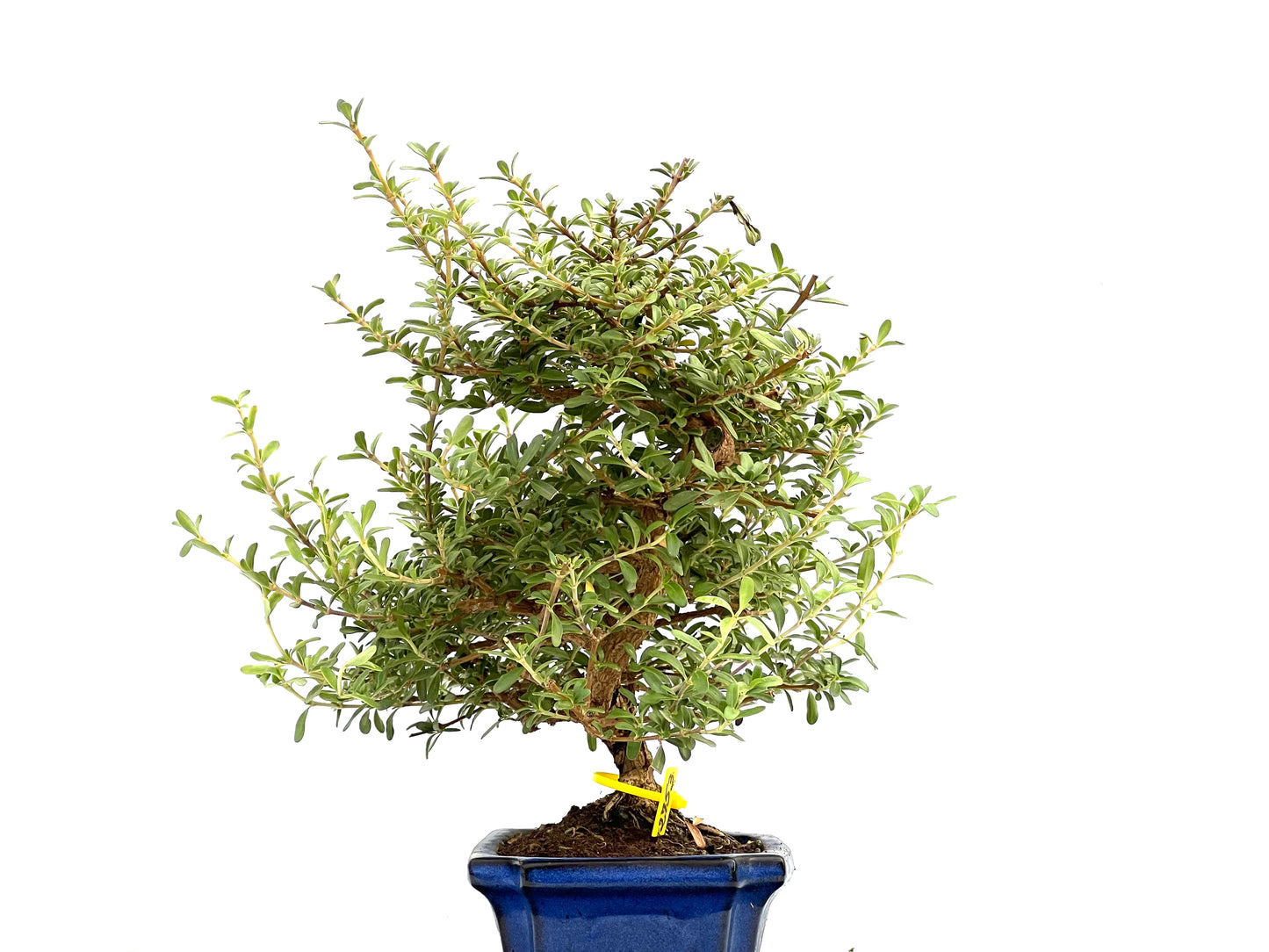 Coprosma 2753